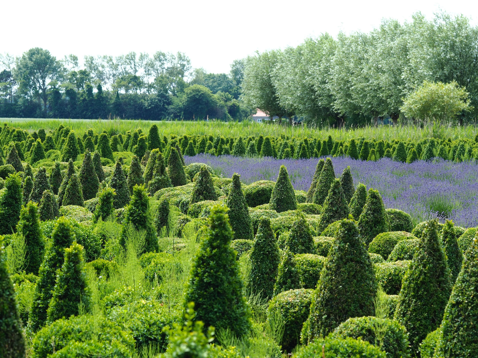 Wide shot of a field of thuja plant with different green trees, white clear sky in the background
